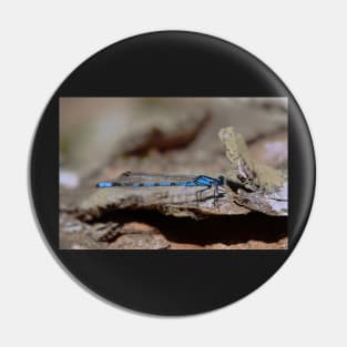 Common blue dragonfly Pin