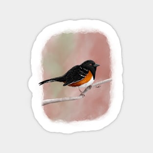 Spotted Towhee Magnet