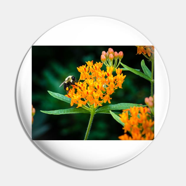 Bee On Butterfly Weed 3 Pin by Robert Alsop