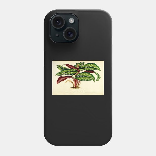Calathea ornata - Botanical illustration Phone Case by chimakingthings
