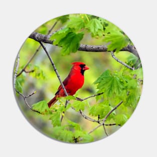 Northern Red Cardinal Sitting In A Tree Pin