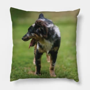 Stunning Australian Shepheard Puppy Pillow