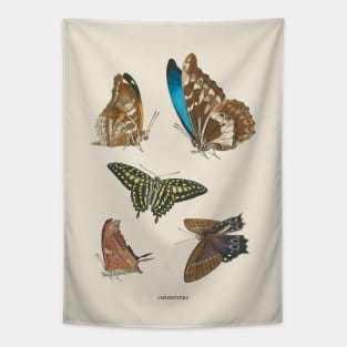 Butterflies Antique Naturalist Illustration Tapestry