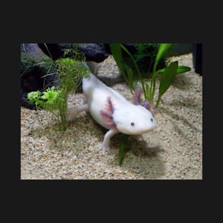 Walking Fish Axolotl T-Shirt