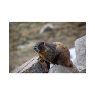 Marmot on Rock 3 T-Shirt