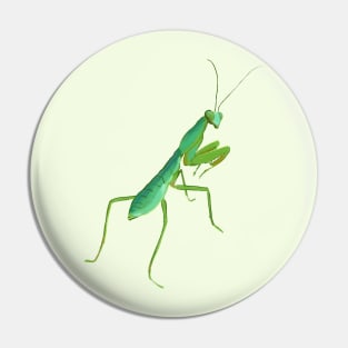 Giant shield mantis Pin