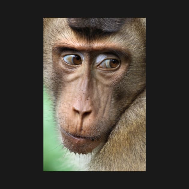 Watching Carefully. Pig-tailed Macaque Portrait. Borneo. by Carole-Anne