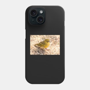 Yellow-fronted Canary, Serengeti National Park, Tanzania Phone Case