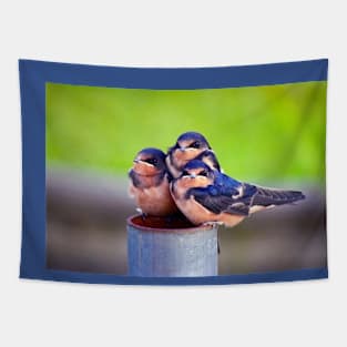 Barn Swallow Baby Trio Tapestry