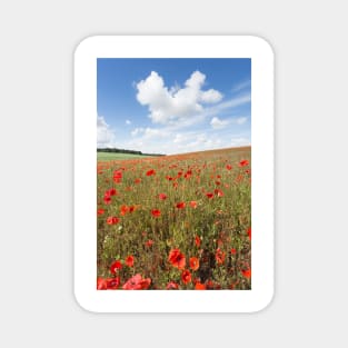 Norfolk Poppy Field Magnet