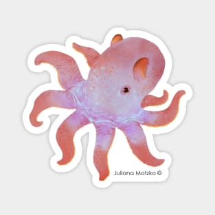 Dumbo Octopus Magnet