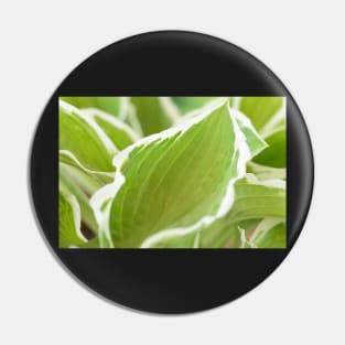 Hosta  &#39;Francee&#39;   AGM  Plantain lily  fortunei Pin
