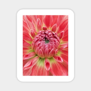 closeup macro photography of bright glowing red dahlia bloom with closed petals over a green coloured center Magnet