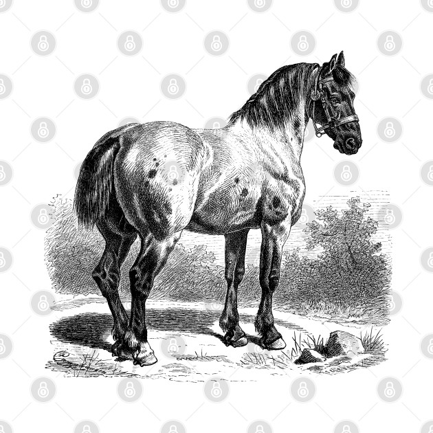 HORSE Vintage Black & White Illustration by Biophilia