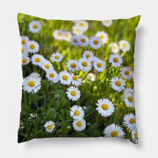 Daisies in Half Shade Pillow