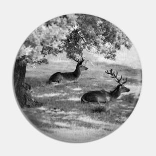 stag 4 Pin