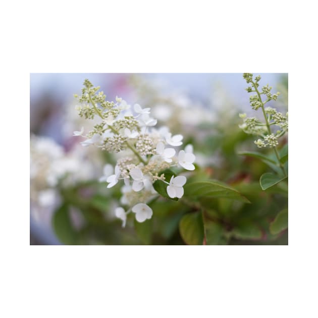 White Hydrangea Flowers with Pastel Background by Amy-K-Mitchell