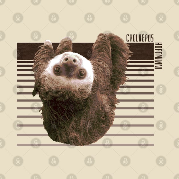 Hoffman's Two-Toed Sloth by MadLils