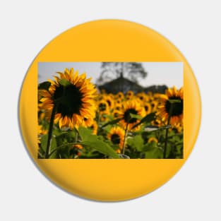 Sunflowers Pin