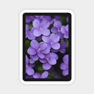 Beautiful Violet Flowers, for all those who love nature #131 Magnet