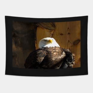 Bald Eagle Tapestry