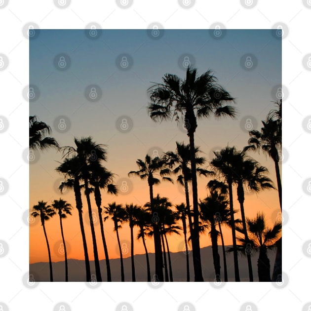 Palm Trees in an Orange Glow sunset sky in Los Angeles California by Star58