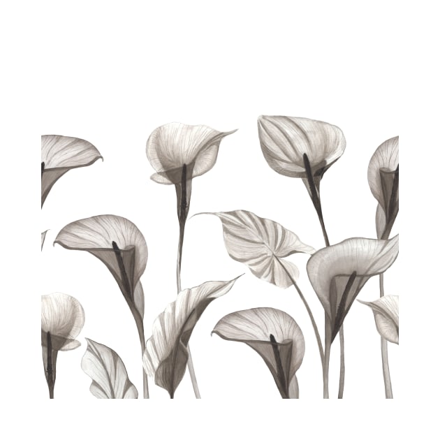 Elegant Xray Calla flowers. Tropical transparent watercolor flowers print by likapix