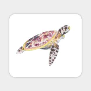 Watercolour Turtle Magnet