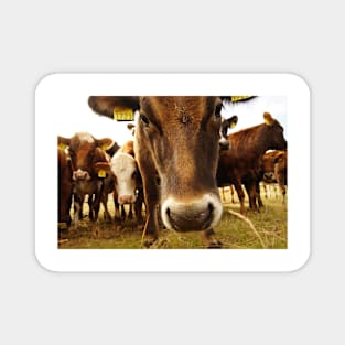 the nosy cow Magnet