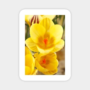 Crocus  &#39;Gipsy Girl&#39; Magnet