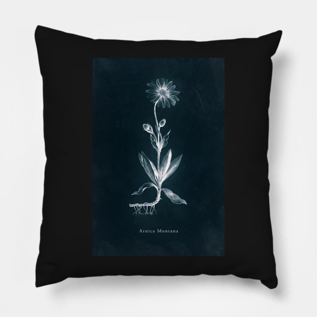 Cyanotype - Arnica Montana Pillow by PixelHunter