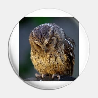 sulking owl Pin