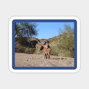 Wild burros, donkeys, wildlife, wild animals Magnet