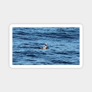 A Long-tailed Duck Swimming Magnet