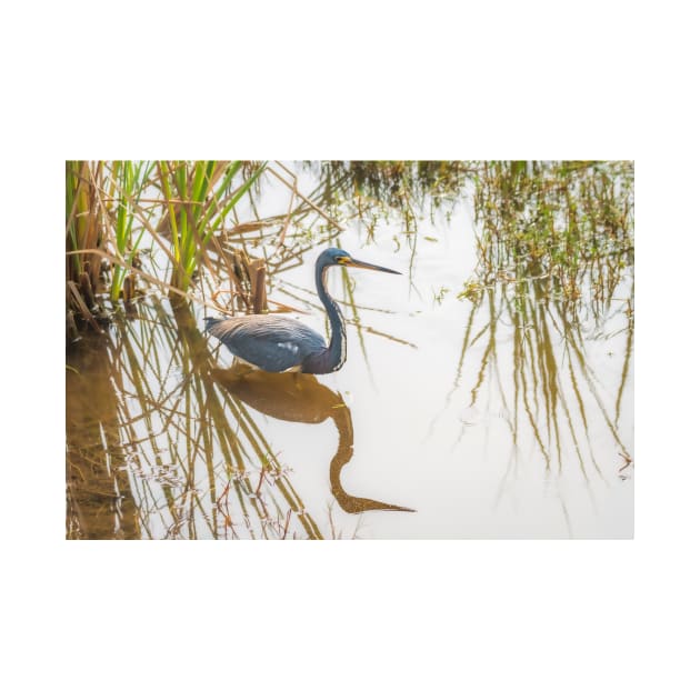 Tri-colored Heron Reflecting On the Shallows by Debra Martz