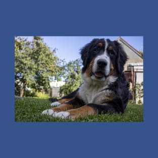 bernese mountain dog laying second T-Shirt