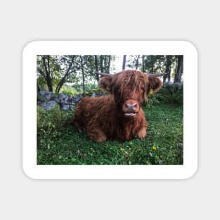 Scottish Highland Cattle Calf 2099 Magnet