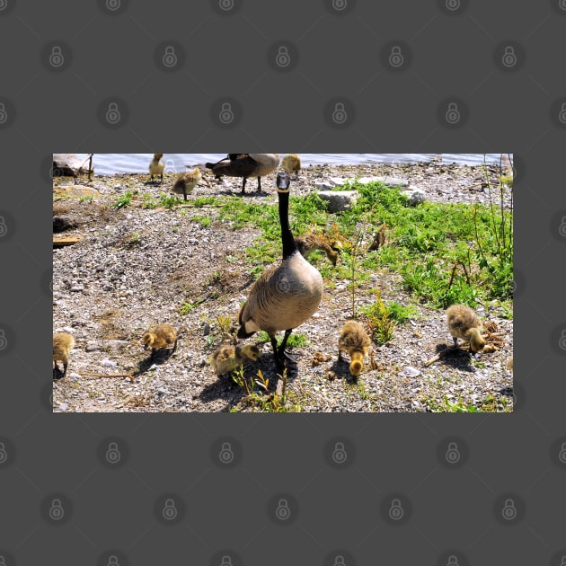 Canada Goose Watching Its Goslings by BackyardBirder