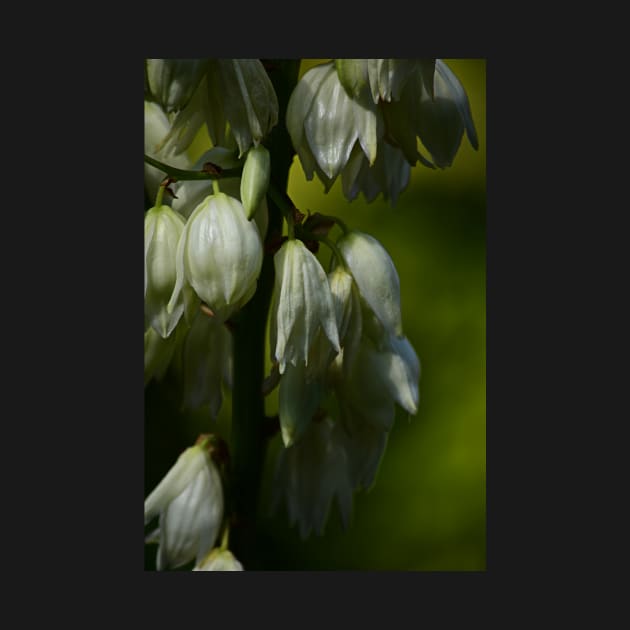 Nature’s Window: Vanilla Ice Cream by CGJohnson