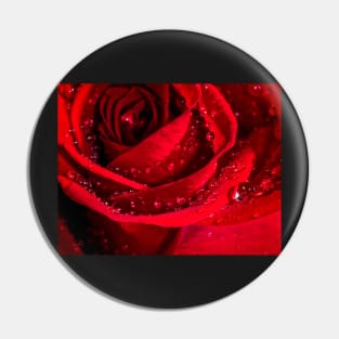 Close Up of a Wet Rose Pin