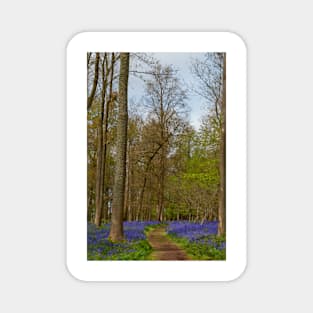 Bluebell Woods Greys Court Oxfordshire England UK Magnet