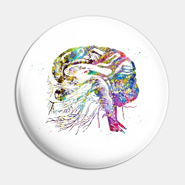 Brain cranial nerves Pin by erzebeth