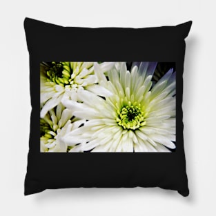 White Chrysanthemum flowers Pillow