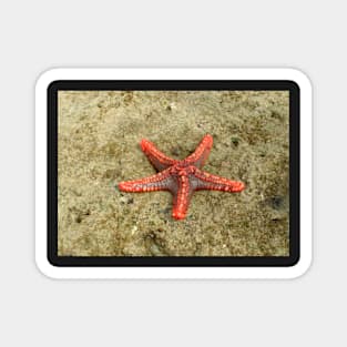 Starfish Magnet