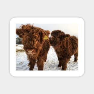 Scottish Highland Cattle Calves 1673 Magnet