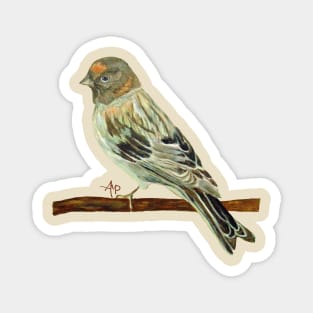 Red-Fronted Serin Magnet