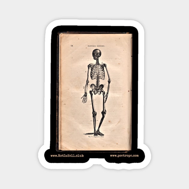 “HUMAN SKELETON” – HOOKER’S NATURAL HISTORY (1874) Magnet by Rot In Hell Club