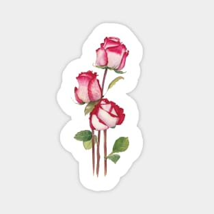 Watercolor roses buds Magnet