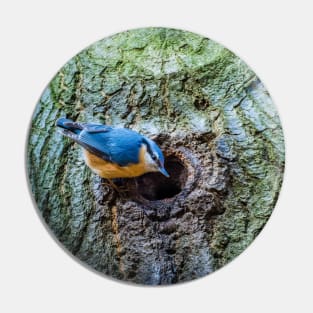 Eurasian blue tit looking in next to an entry to a nest Pin