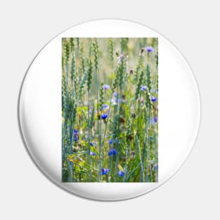 Cornflowers in a wheat field Pin